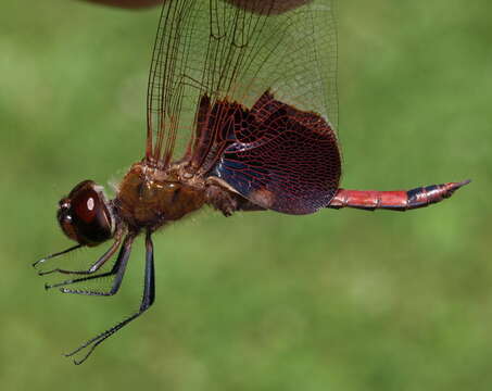 Image of Carolina Saddlebags