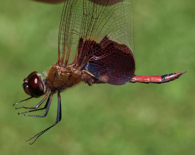 Tramea carolina (Linnaeus 1763) resmi