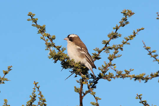 Image of sparrow-weaver