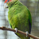 Image of Pileated Parrot