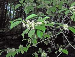 Image of American holly