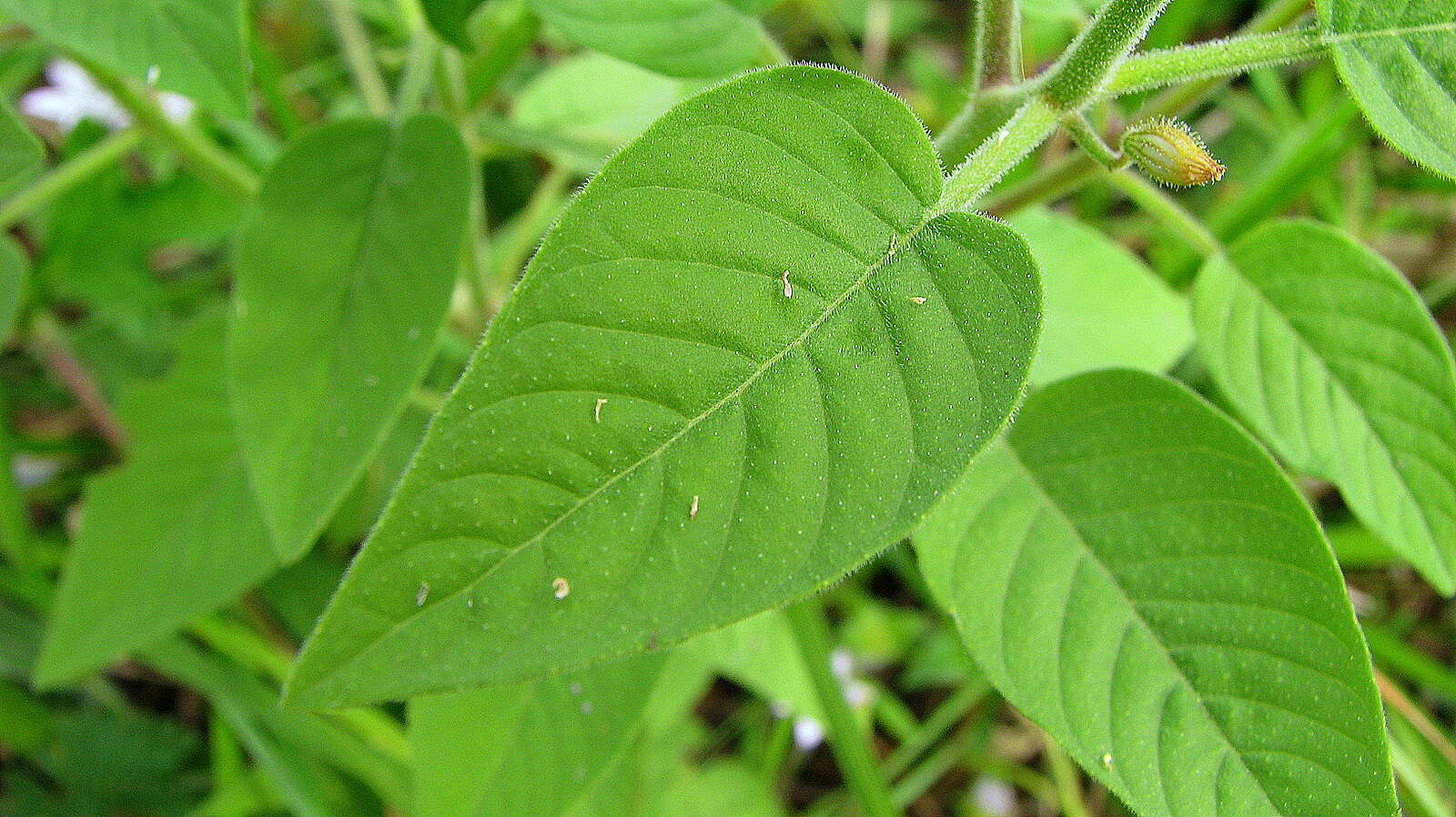 Image of Cuphea circaeoides Sm. ex Sims