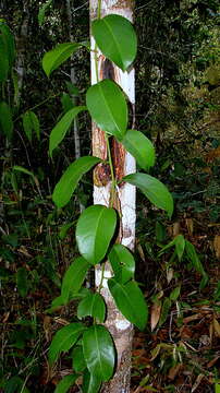 Sivun Passiflora contracta Vitta kuva