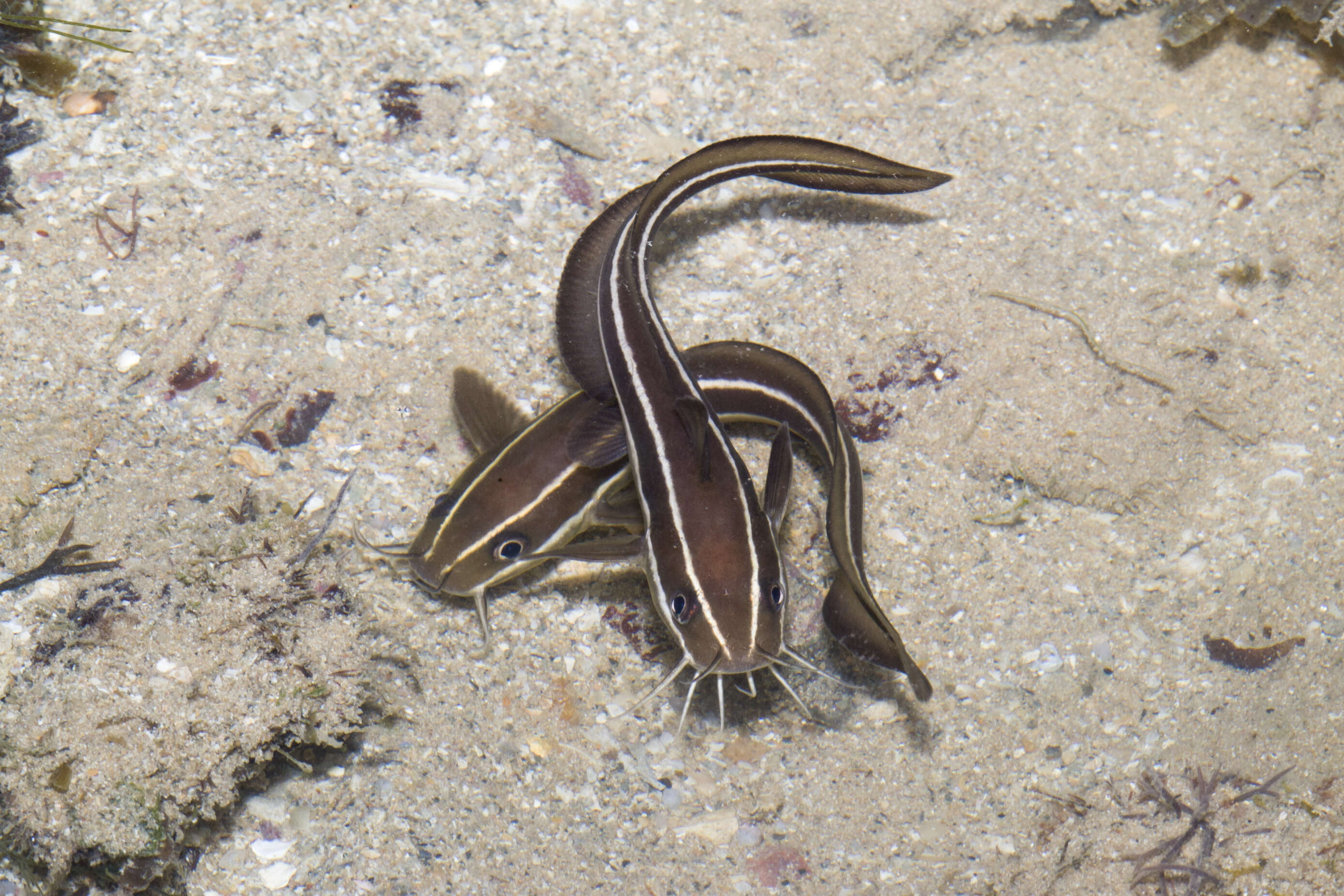 Imagem de Plotosus lineatus (Thunberg 1787)