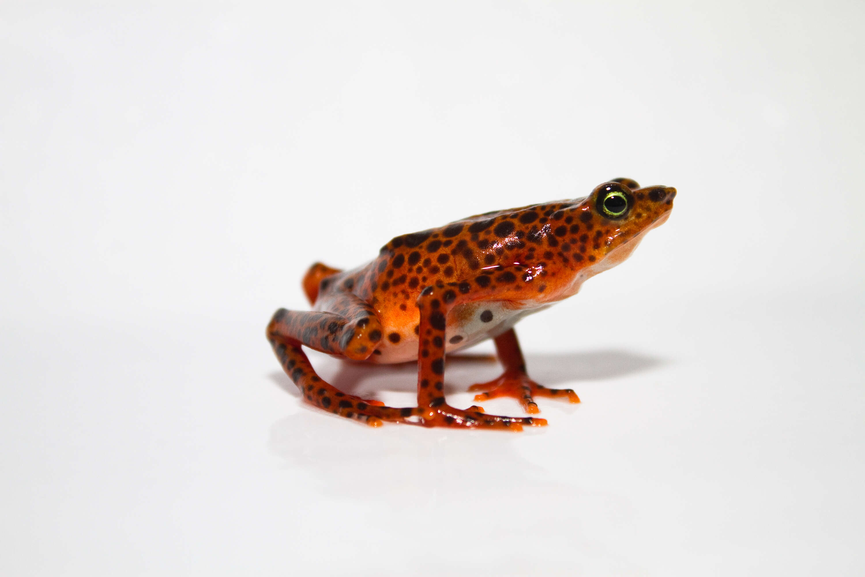 Image of harlequin frogs