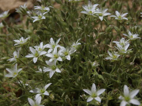 Image of brittle sandwort