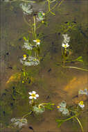 Image of Pond Water-crowfoot