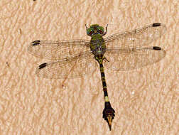 Image of Common Hooktail