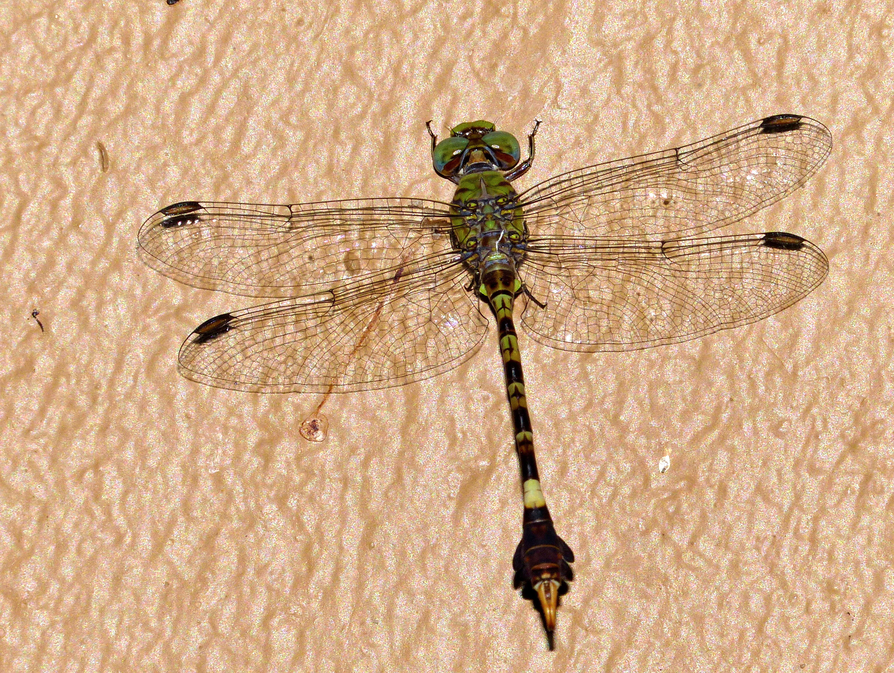 Image of Common Hooktail