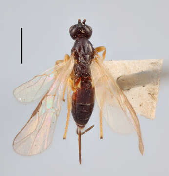 Image of Bracon crassungula Thomson 1892