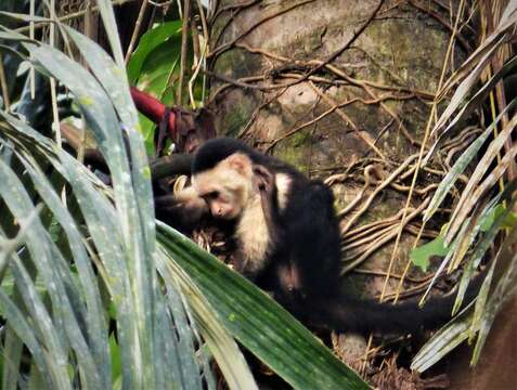 Image of white-faced capuchin