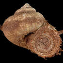 Image of <i>Dominamaria calvata</i> Wiktor 1998