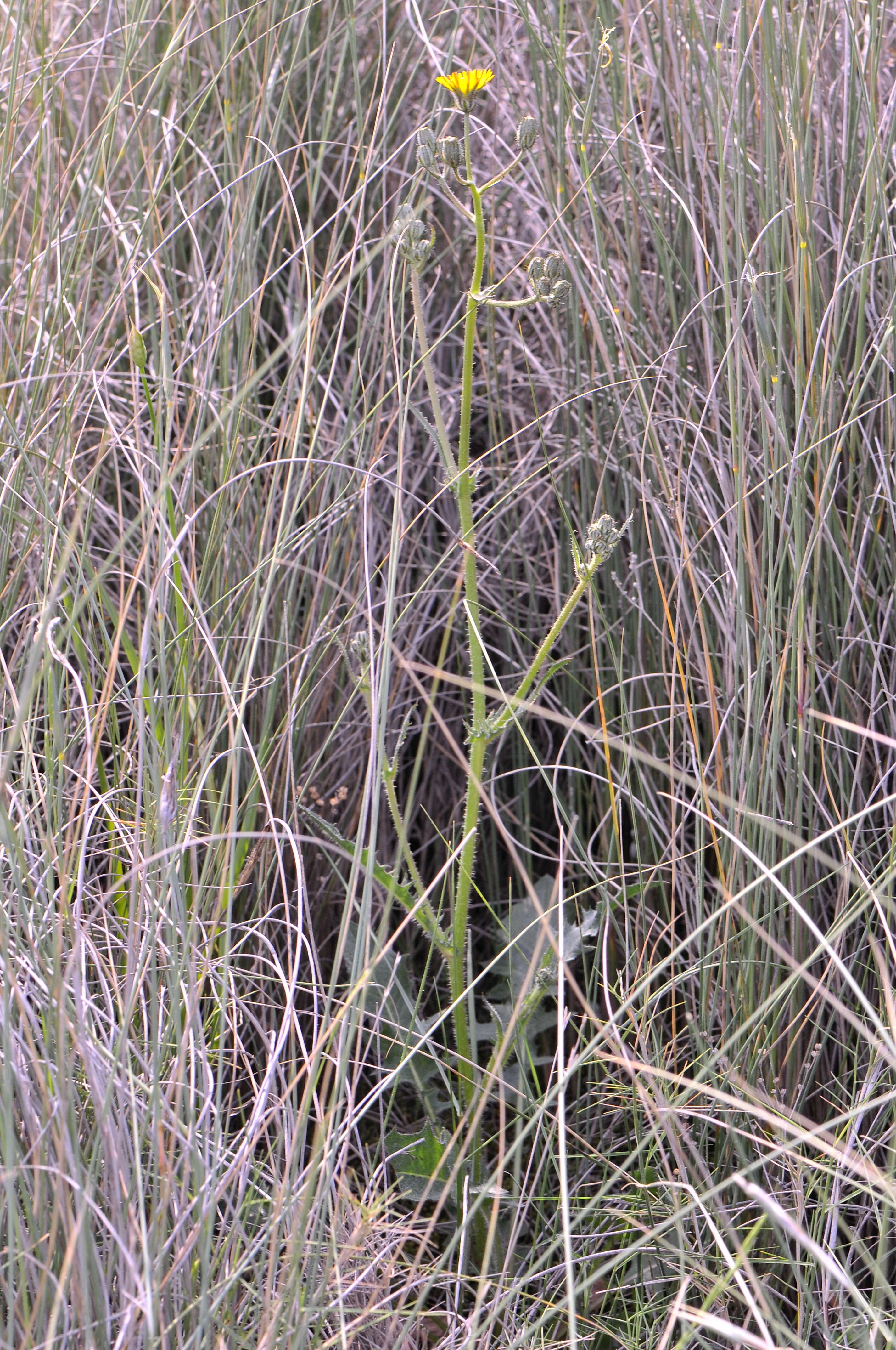 Image of beaked hawksbeard