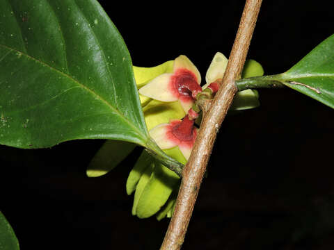 Image of Desmopsis verrucipes Chatrou, G. E. Schatz & N. Zamora