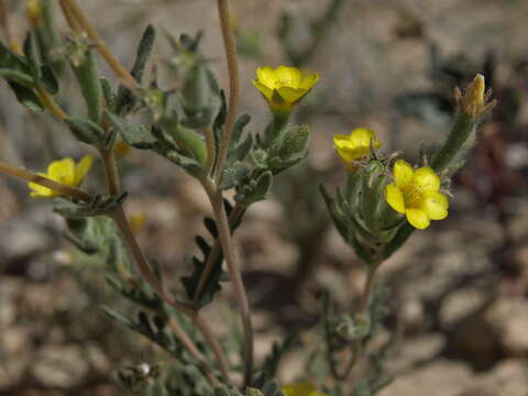 Image of whitestem blazingstar