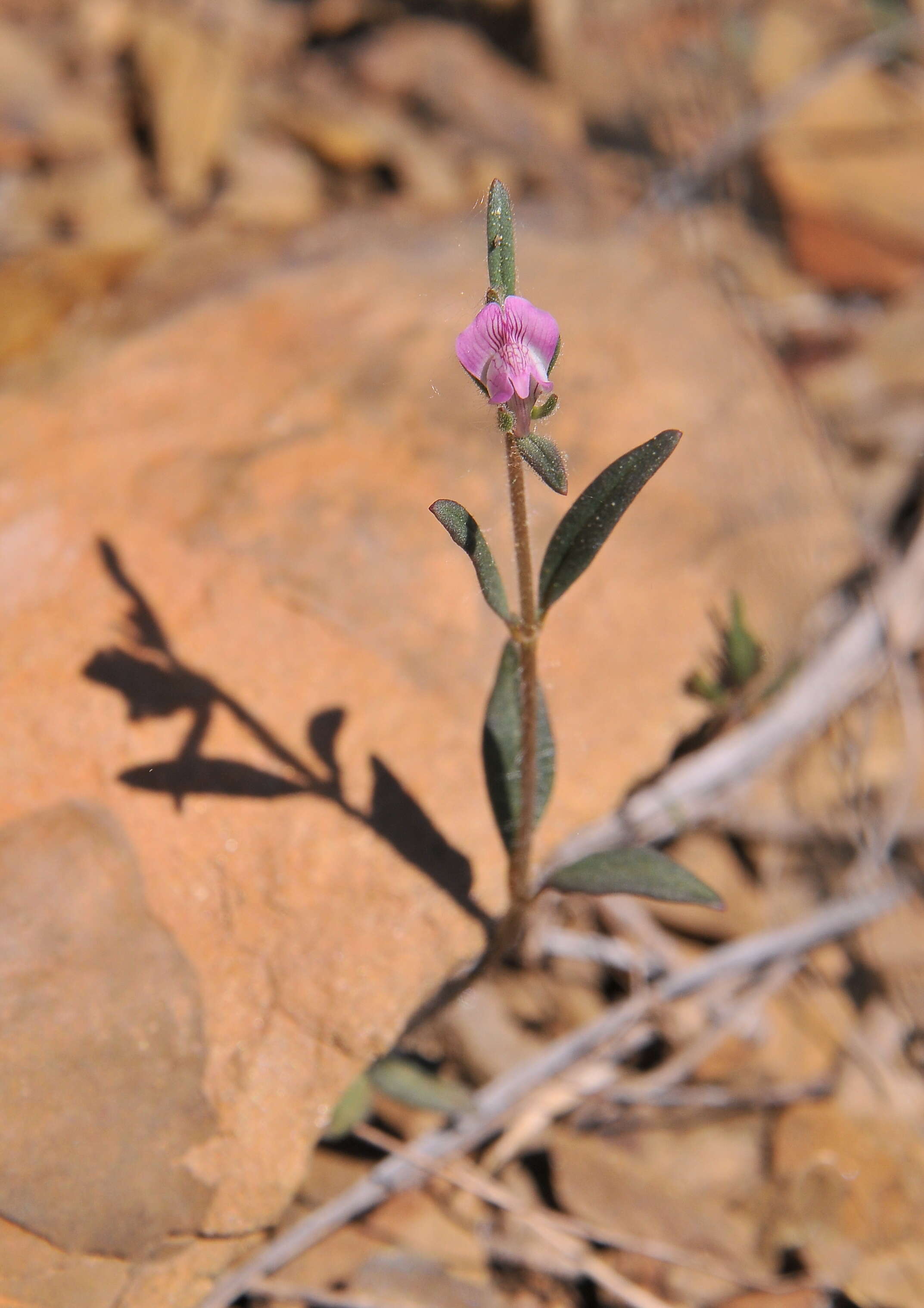 Image of linearleaf snapdragon