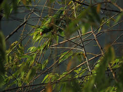 Image of Orange-chinned Parakeet