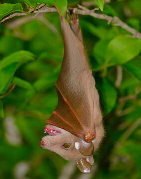 Image of Epauletted Fruit Bats