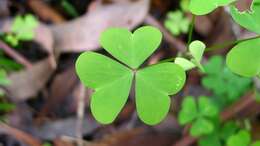 Image of crimson woodsorrel