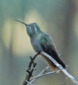 Image of Blue-throated Hummingbird