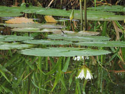 Image of Dotleaf waterlily