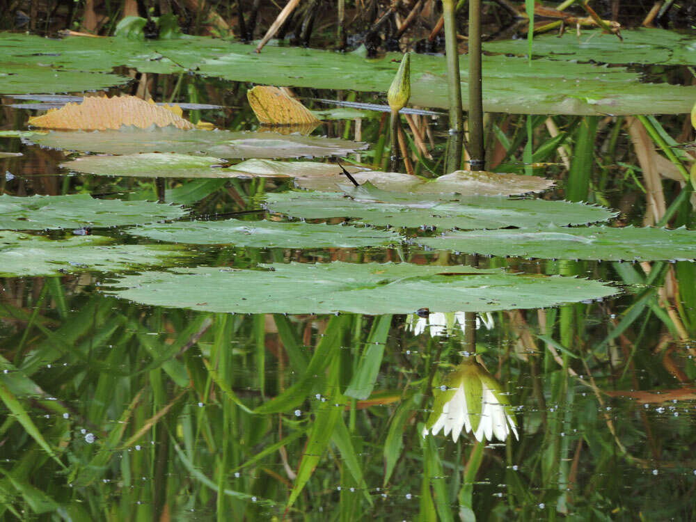 Image of waterlily