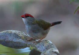 Image of Red-browed Finch