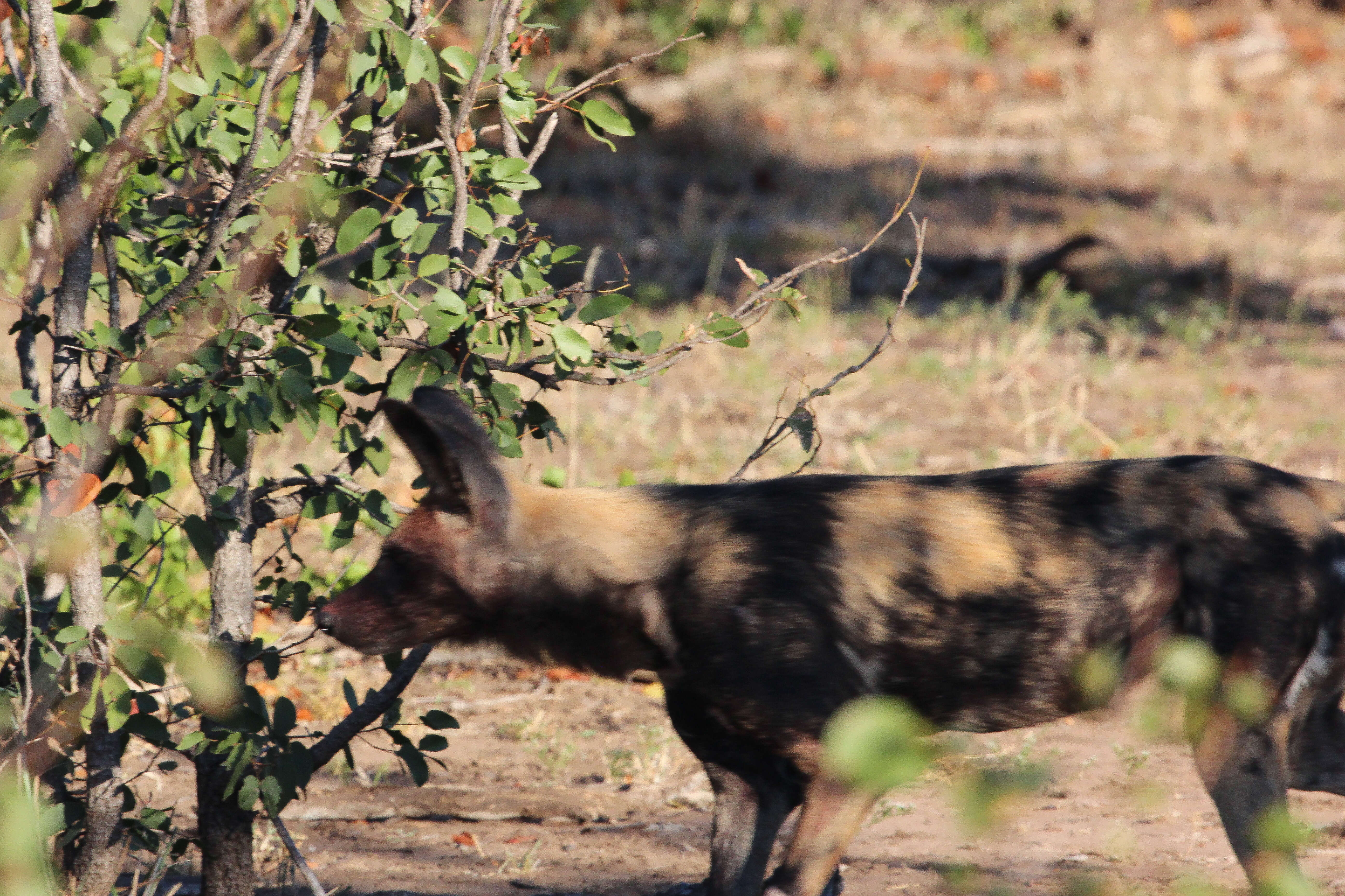 Imagem de Cão-caçador-africano