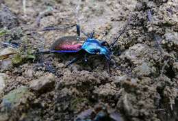 Image of Carabus (Chrysocarabus) hispanus Fabricius 1787