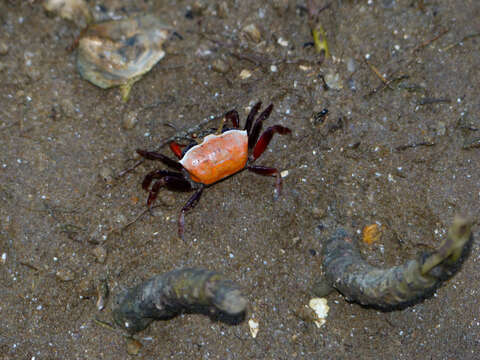 Image of Austruca perplexa (H. Milne Edwards 1852)