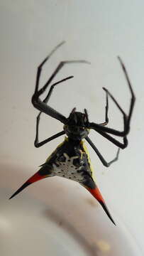 Image of Micrathena schreibersi (Perty 1833)