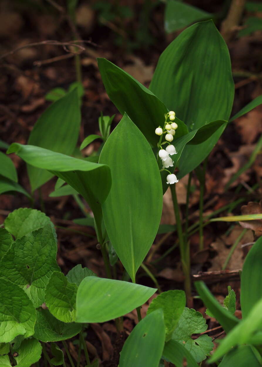 Image of convallaria