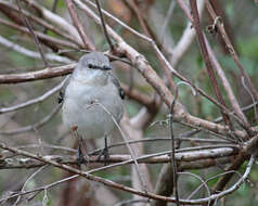 Image of Mimus Boie & F 1826