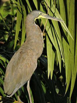 Image de Tigrisoma Swainson 1827