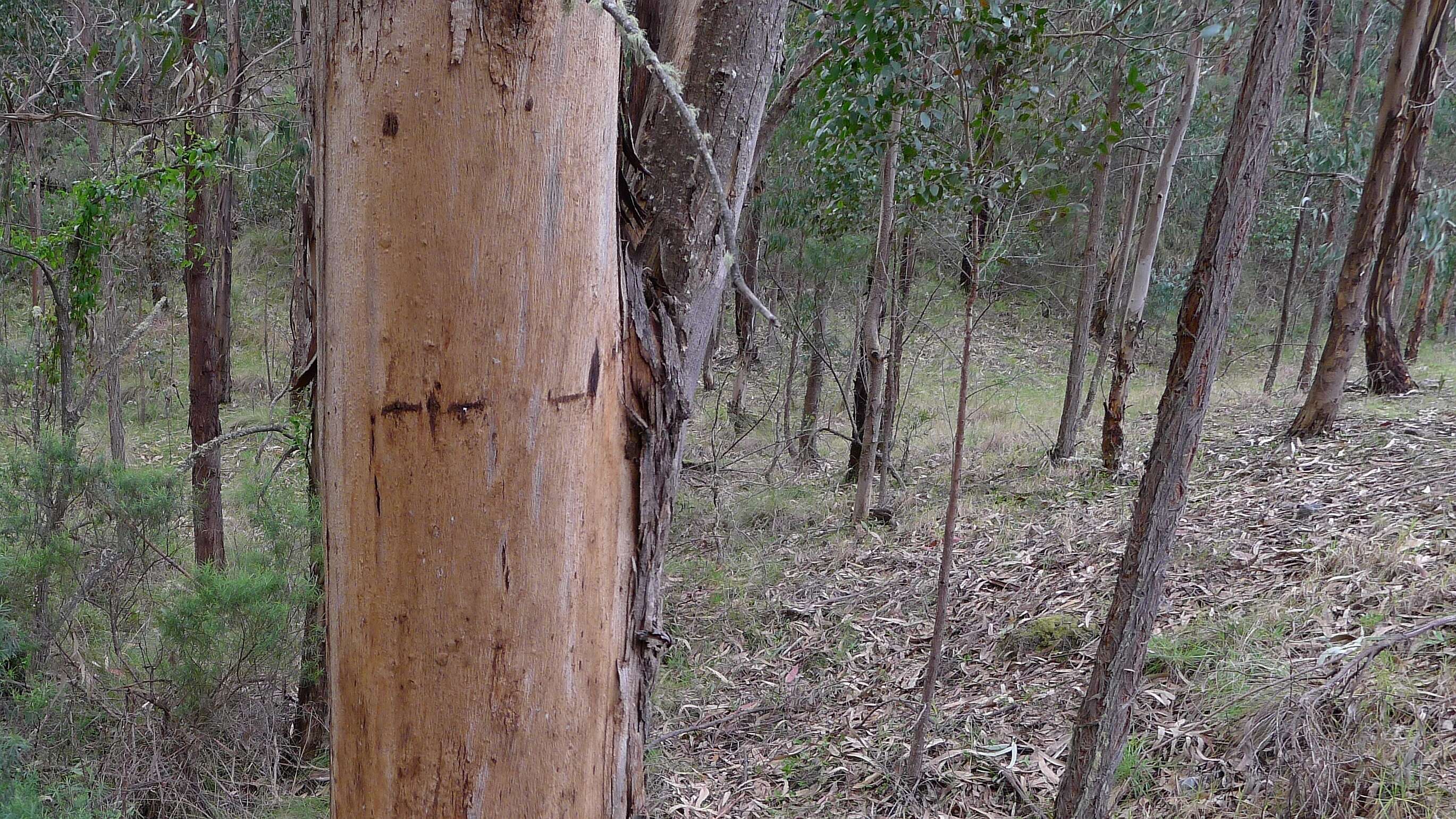 Слика од Eucalyptus globulus subsp. pseudoglobulus (Naud. ex Maiden) Kirkpatrick