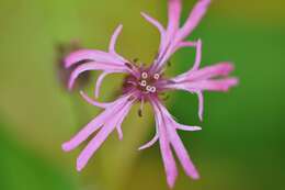 Image of Catchfly