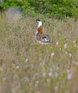 Image of Denham's Bustard