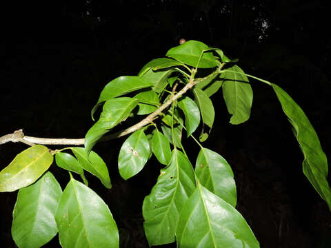 Imagem de Dendropanax caucanus (Harms) Harms