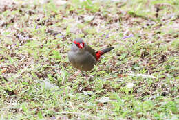 Image of Red-browed Finch