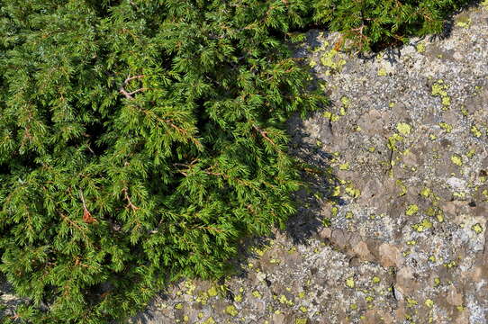 Image of Common Juniper