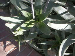 Image of Aloe