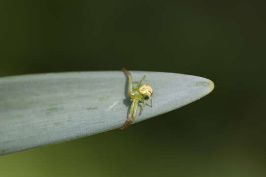 Image of Flower Crab Spiders