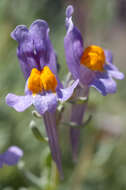 Image of LInaria alpina