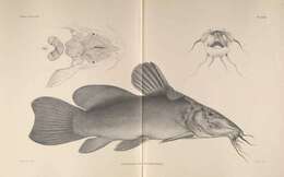 Image of Armoured Catfish