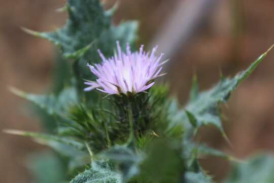 Image of Italian plumeless thistle