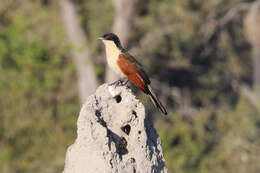 Plancia ëd Centropus senegalensis (Linnaeus 1766)