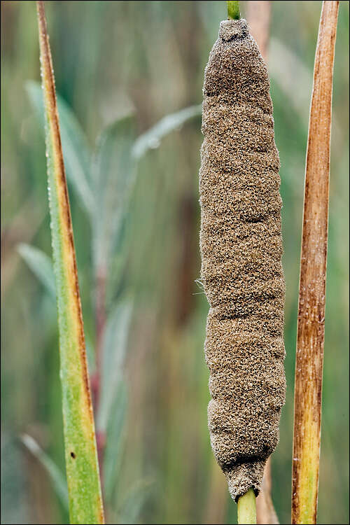 Image of Bulrush