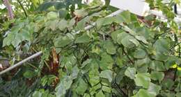 Image of maidenhair fern