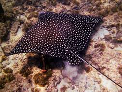 Image of Black eagle ray