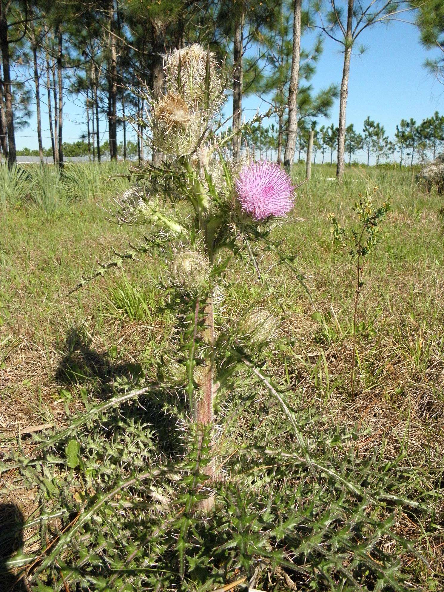 صورة Cirsium horridulum Michx.